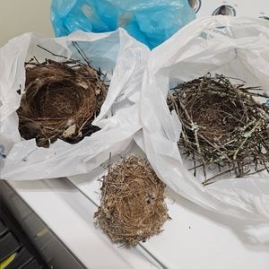 Natural Bird's Nest